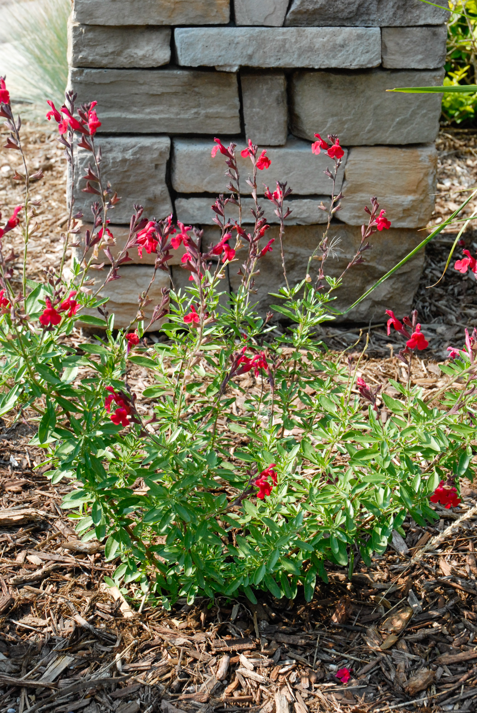 Furman’s Red Sage